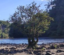 arbol_arroyo_260926_v1